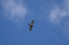 Accipiter rufitorques