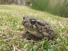 Sclerophrys capensis