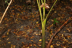 Archontophoenix cunninghamiana
