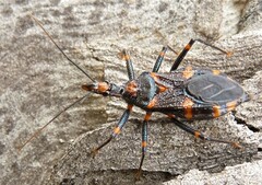 Havinthus rufovarius