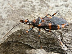 Havinthus rufovarius