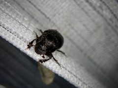 Onthophagus lenzii