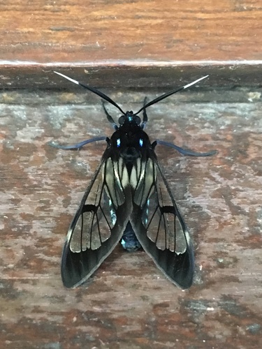 Neotrichura nigripes Heylaerts, 1890