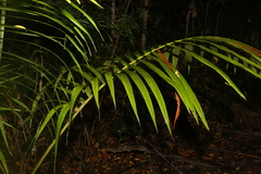 Archontophoenix cunninghamiana