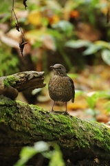 Turdus merula