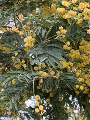 Acacia dealbata dealbata