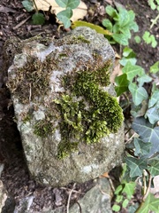 Homalothecium sericeum