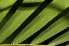 Archontophoenix cunninghamiana