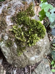 Homalothecium sericeum