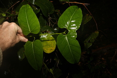 Leichhardtia rostrata