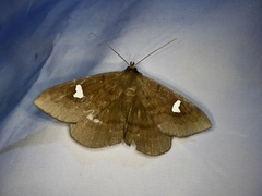 Edessena gentiusalis