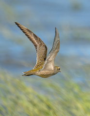 American Golden Plover photo 6
