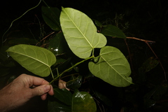 Leichhardtia rostrata