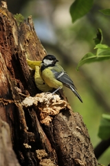 Parus major