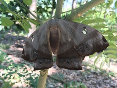 Arsenurinae