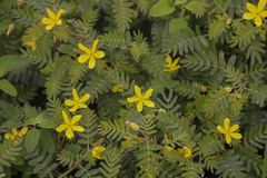 Tribulus taiwanense
