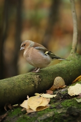 Fringilla coelebs