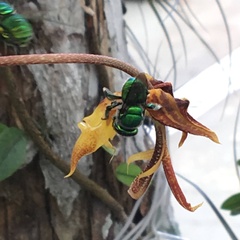 Euglossa