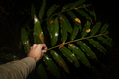 Alpinia caerulea