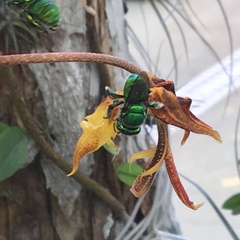 Euglossa