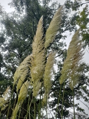 Cortaderia selloana