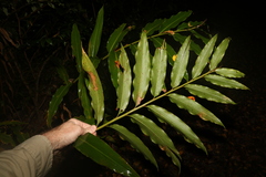Alpinia caerulea