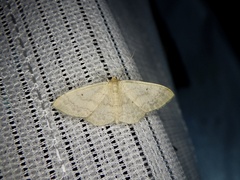 Idaea biselata