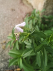 Saponaria officinalis
