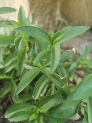 Saponaria officinalis