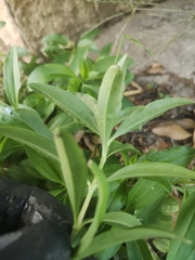 Saponaria officinalis