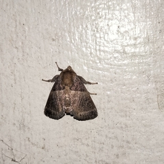 Limacodidae