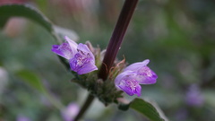 Hygrophila pogonocalyx
