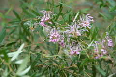 Grevillea sericea