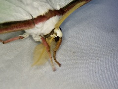 Actias aliena aliena