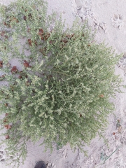 Salsola kali