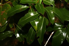 Cryptocarya microneura