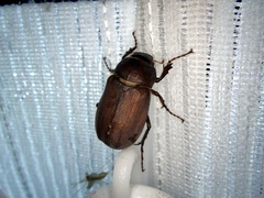 Holotrichia parallela