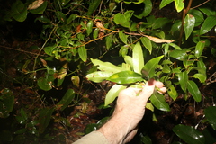 Cryptocarya microneura