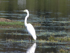 Ardea alba modesta