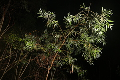 Acacia melanoxylon