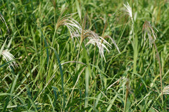 Miscanthus sacchariflorus