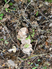 Lactarius glyciosmus