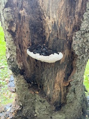Ganoderma brownii