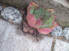 Sempervivum tectorum