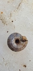 Cernuella virgata