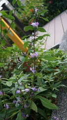 Hygrophila pogonocalyx
