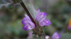 Hygrophila pogonocalyx