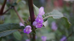 Hygrophila pogonocalyx