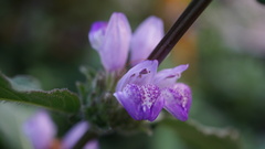 Hygrophila pogonocalyx