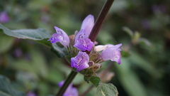 Hygrophila pogonocalyx
